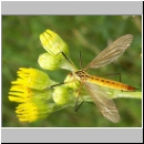 Nephrotoma sp - Schnake w13a.jpg